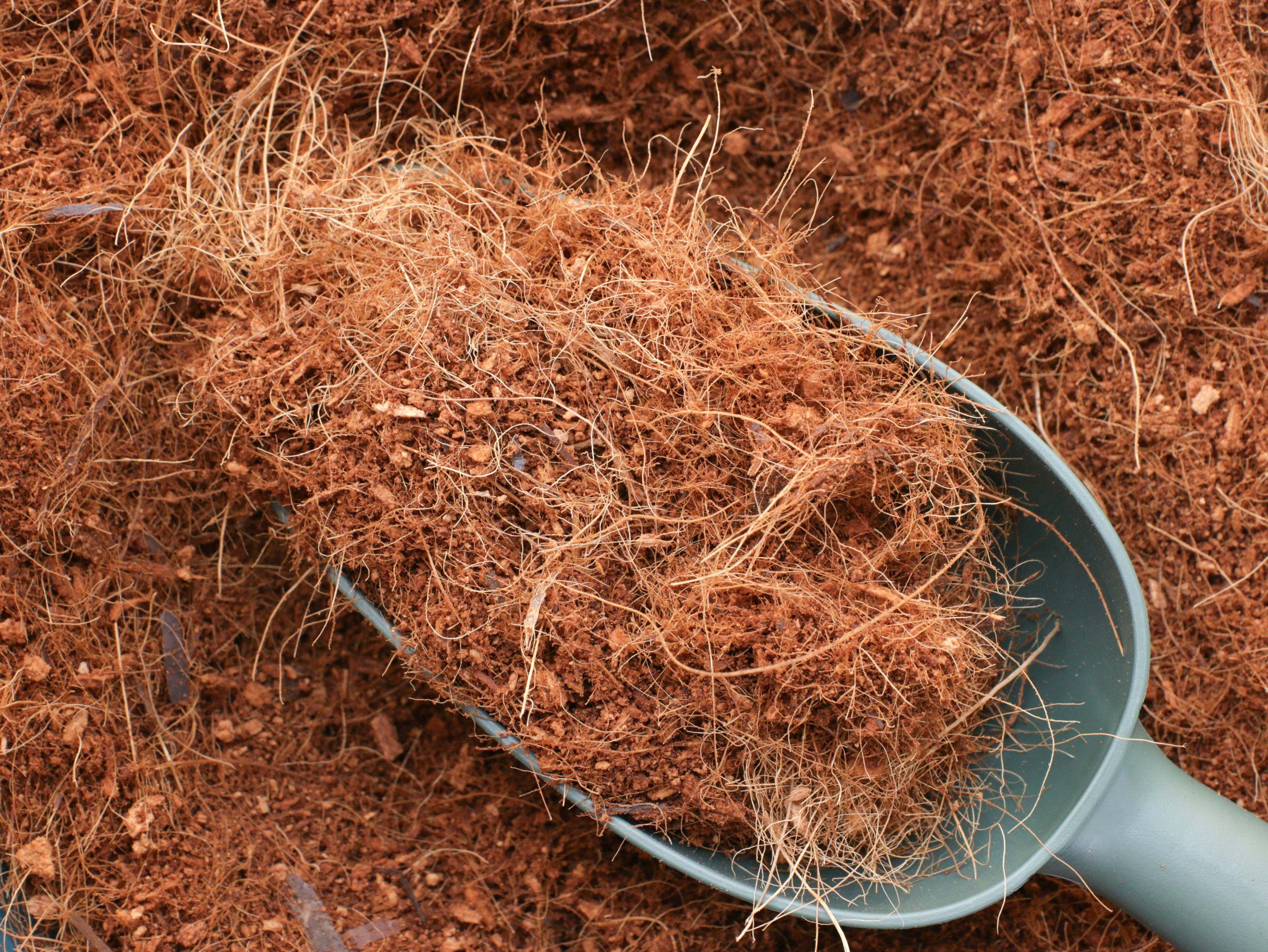 Mụn dừa FG30