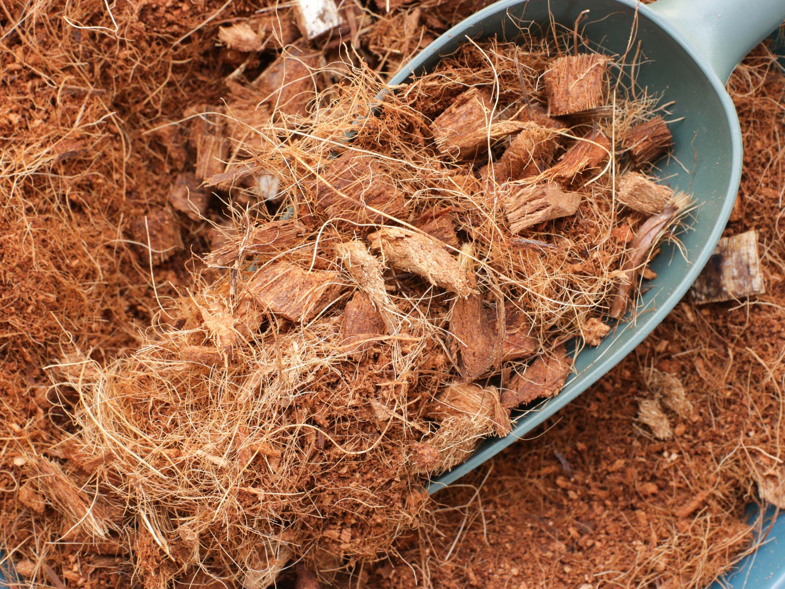 Xơ chip mụn